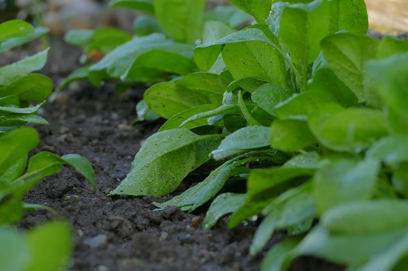 Soil Preparation