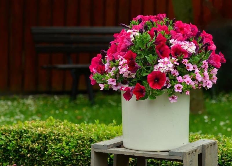 Potted Plants